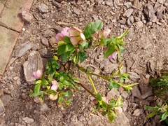 Helleborus