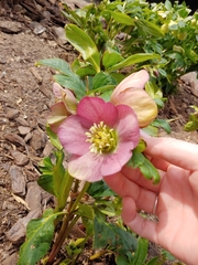 Helleborus