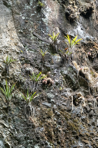 Mammillaria spinosissima