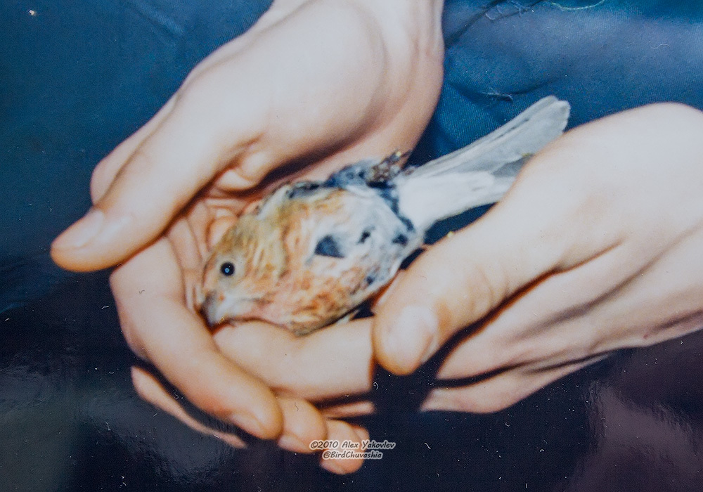 iNaturalist.org. А. Яковлев, Цивильский р-н Чувашия, декабрь 1996