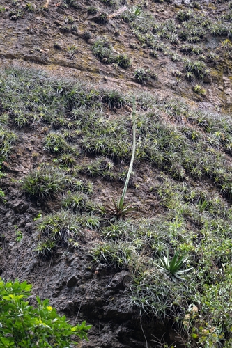 Agave horrida (Agave horrida)