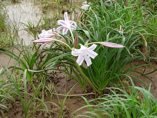 Crinum lugardiae image