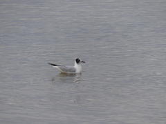 Chroicocephalus ridibundus