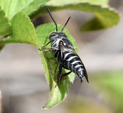 Coelioxys sayi