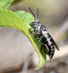 Coelioxys sayi