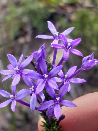 Image of Theilera guthriei by (c) kevin koen, some rights reserved (CC BY-SA)