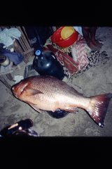 Lutjanus novemfasciatus