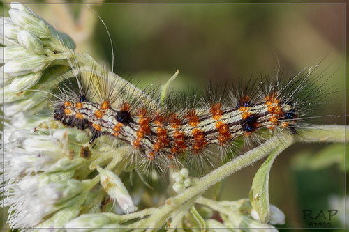 Polilla Tigre de las Cruces