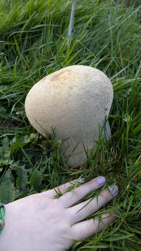 Lycoperdon utriforme · March 2026 · photo: © emiswa (iNaturalist, cc-by)