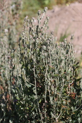 Exomis microphylla, photograph (c) Tony Rebelo, some rights reserved (CC BY-SA)