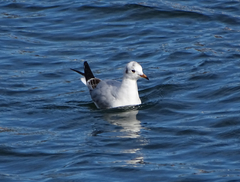 Chroicocephalus ridibundus