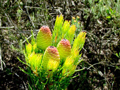 Leucadendron nobile