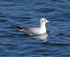 Chroicocephalus ridibundus