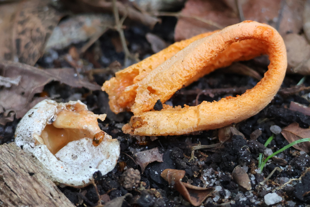 Clathrus columnatus · March 2026 · photo: © sheylarossi (iNaturalist, cc-by-sa)