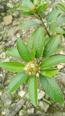 Croton emporiorum