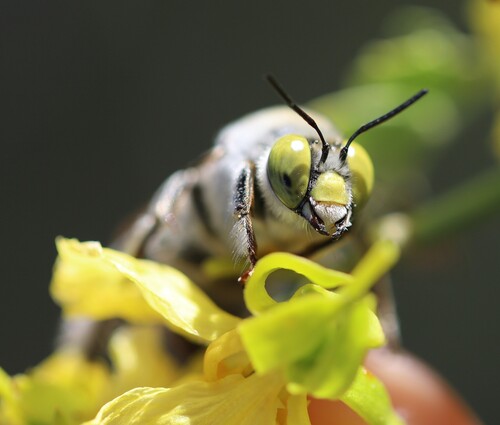 iNaturalist observation photo of Pallid Desert-Digger