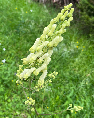 northern wolf's-bane (Aconitum lamarckii)