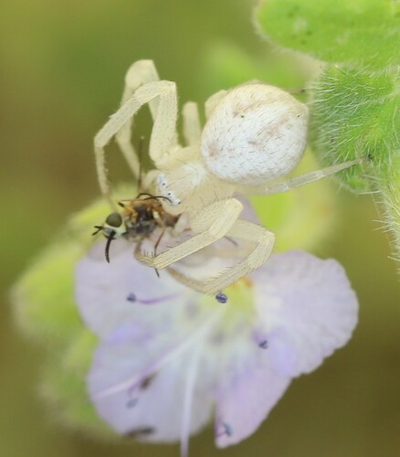 iNaturalist observation photo of Mecaphesa