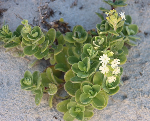 Western Beach Catchfly (Silene crassifolia)