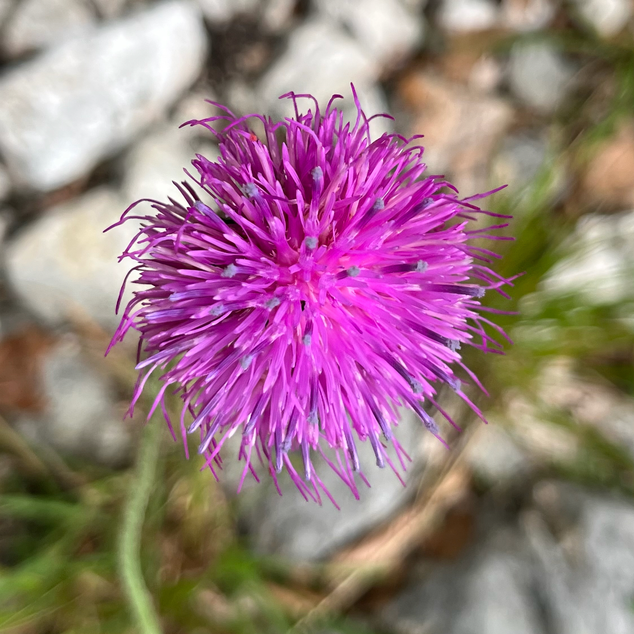 Carduus Defloratus (Carduus defloratus)