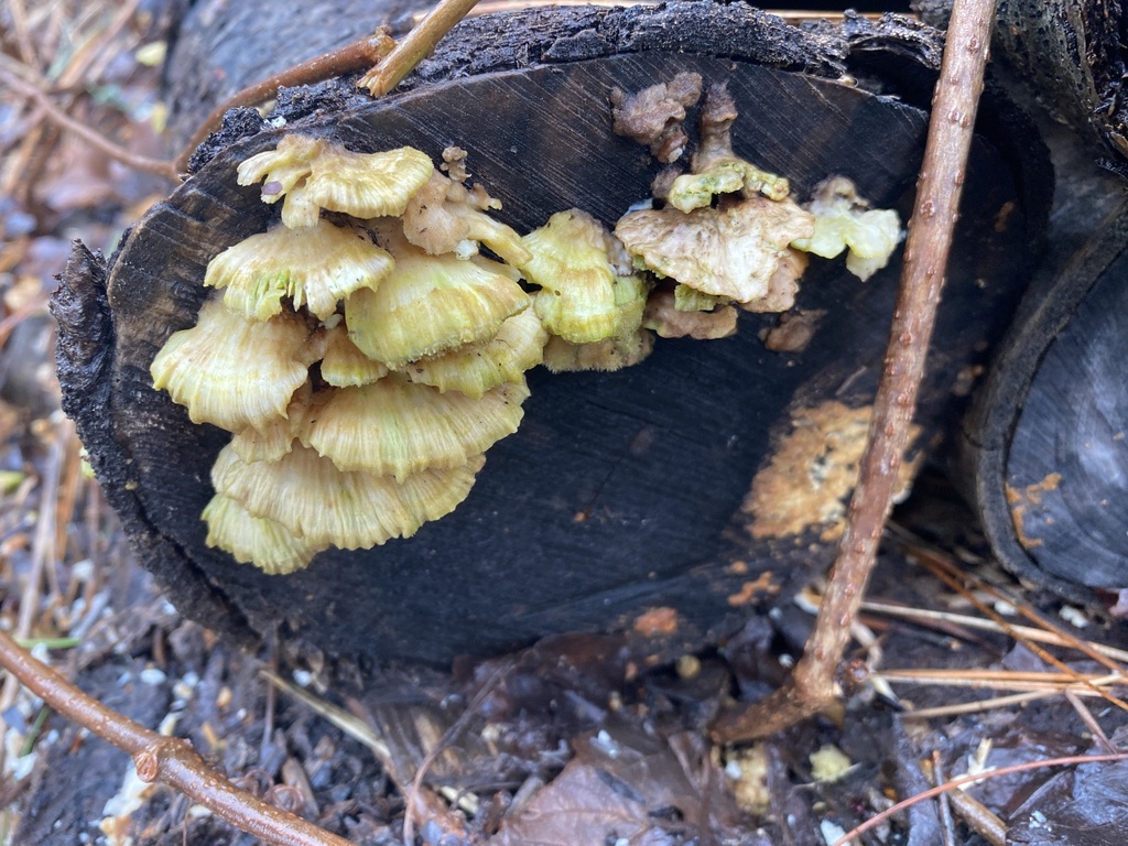 Trametes ochracea · March 2026 · photo: © pei-ott (iNaturalist, cc-by)