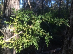 Cupressus abramsiana
