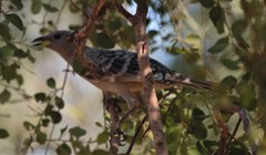 Chlamydera nuchalis