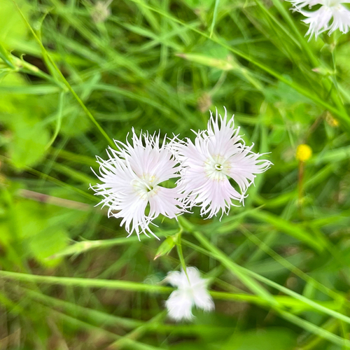 Fringed pink (Dianthus monspessulanus)