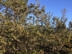 Cupressus abramsiana