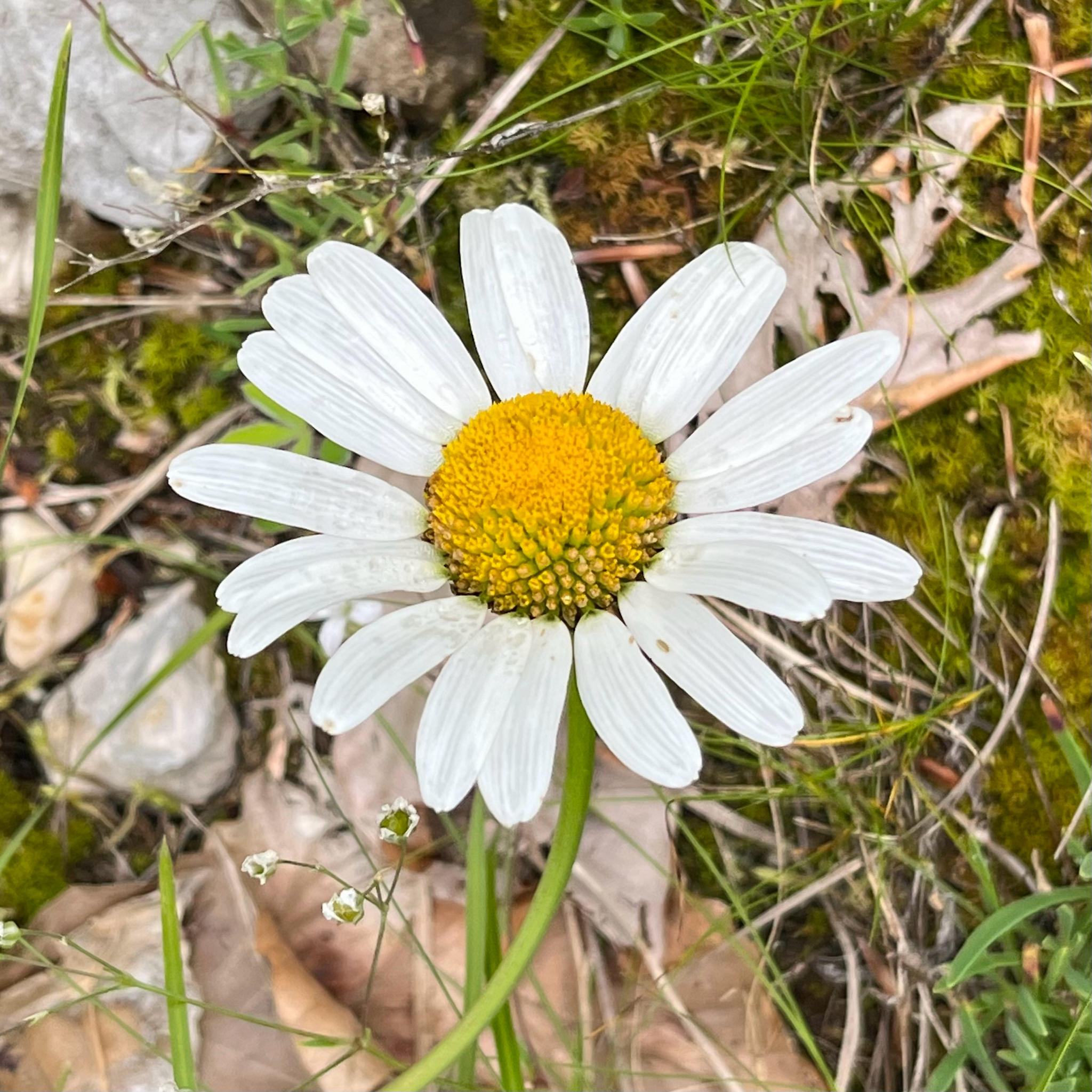 Alpine Oxeye Daisy (Leucanthemum adustum)