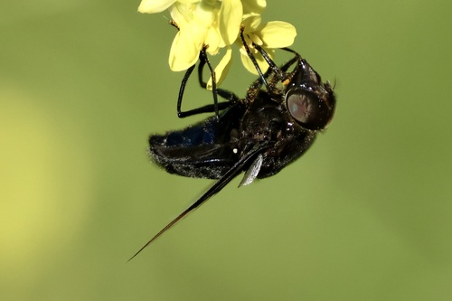 Unknown species found near Griffith Park, Los Angeles, CA, US