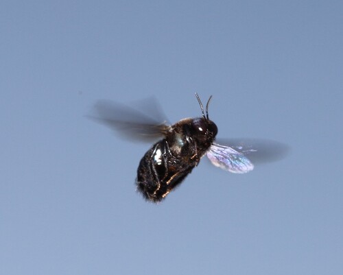 iNaturalist observation photo of Horse-fly Carpenter Bee
