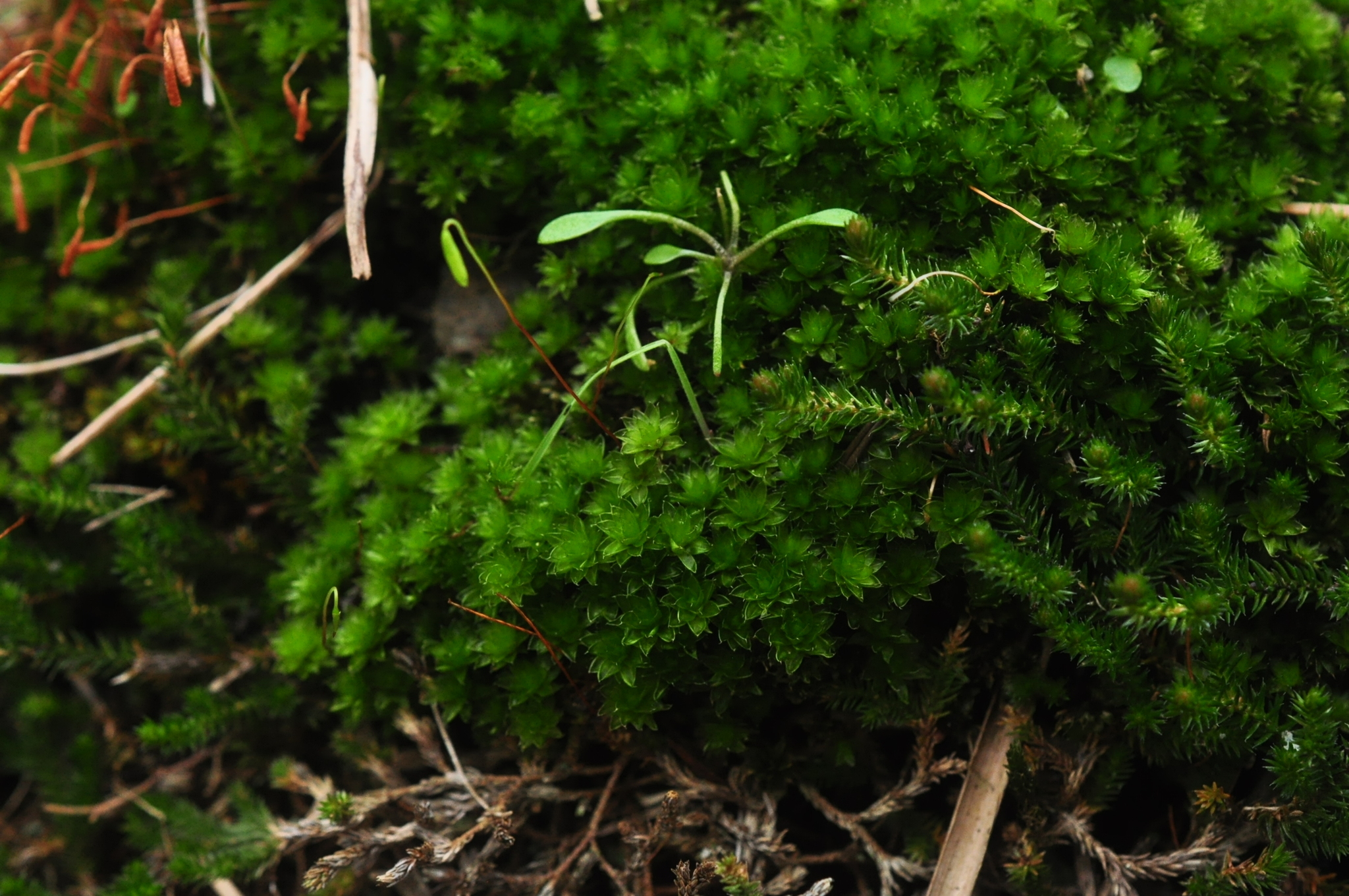 Rosulabryum canariense