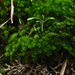 Rosulabryum canariense - Photo (c) Andrew Simon, some rights reserved (CC BY-NC), uploaded by Andrew Simon