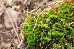 Bryum canariense