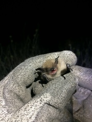 Myotis atacamensis