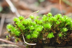 Bryum canariense