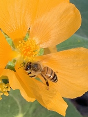 Allowissadula holosericea