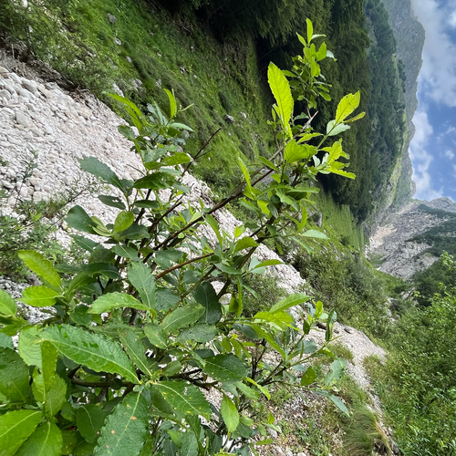 Salix appendiculata (Salix appendiculata)