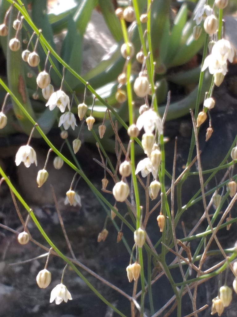 Drimia sigmoidea