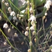 Drimia sigmoidea - Photo (c) kevin koen, algunos derechos reservados (CC BY-SA), subido por kevin koen