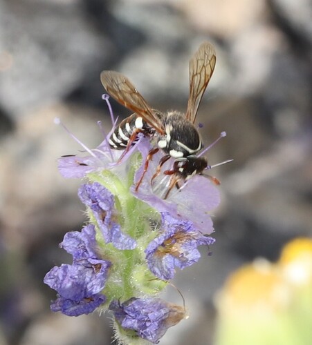 iNaturalist observation photo of Pseudomasaris maculifrons