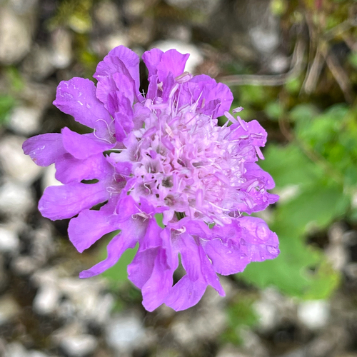 Glossy Scabious (Scabiosa lucida)