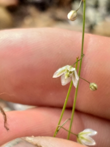Drimia sigmoidea