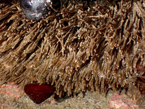 Phyllochaetopterus observed 2026-03-15