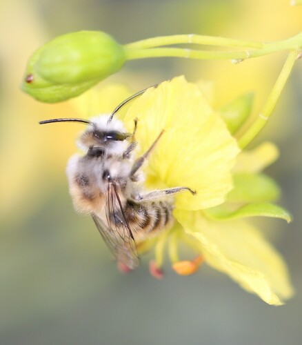 iNaturalist observation photo of Ancylandrena