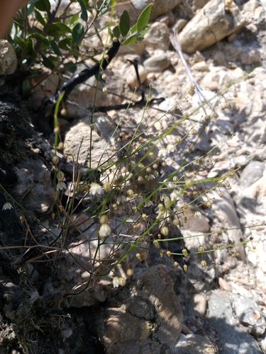 Drimia sigmoidea