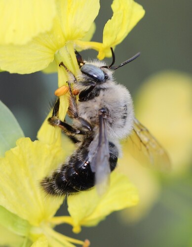 iNaturalist observation photo of Horse-fly Carpenter Bee