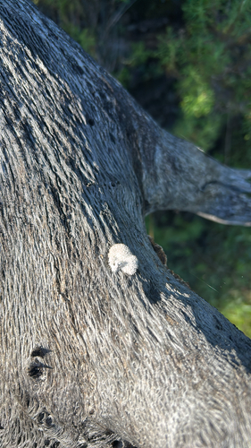 iNaturalist observation photo of splitgill mushroom