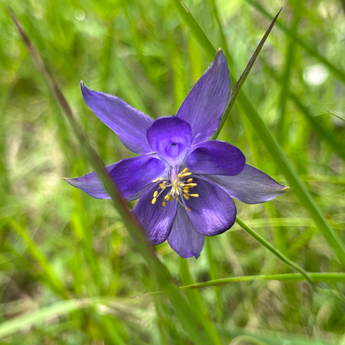 Einsel's Columbine (Aquilegia einseleana)